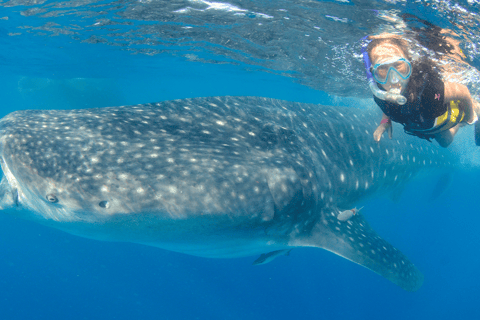 Cancún : Nage avec les requins-baleines et plage de Playa Norte