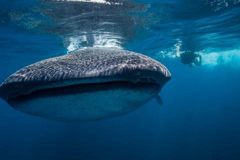 Cancún: Swim with Whale Sharks & Playa Norte Beach
