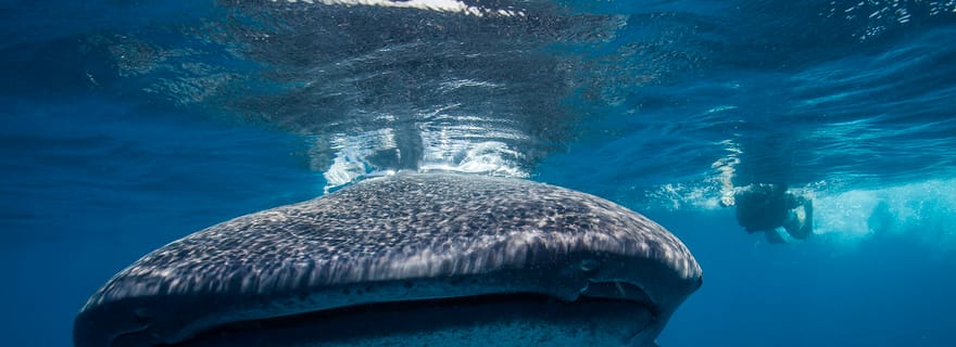 Cancún : Nage avec les requins-baleines et plage de Playa Norte