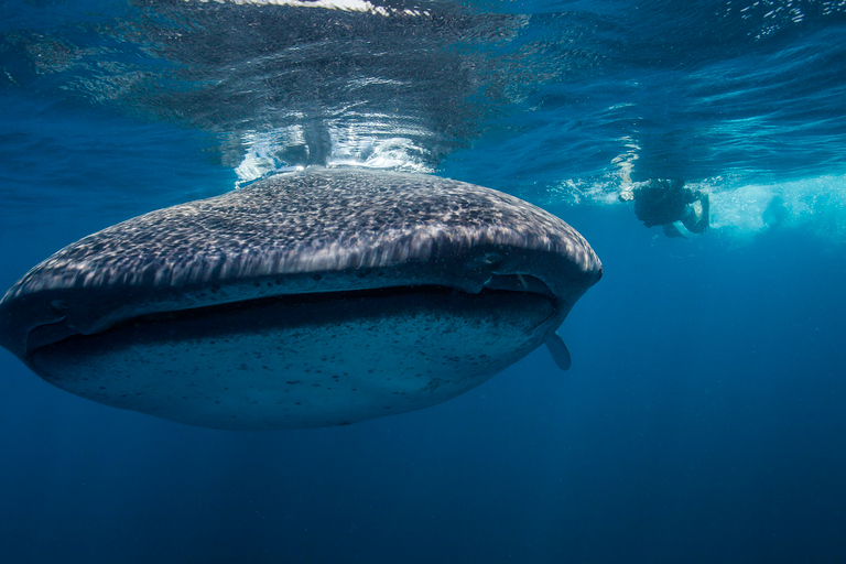 Cancún : Nage avec les requins-baleines et plage de Playa Norte