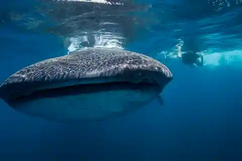 Cancún: pływanie z rekinami wielorybimi i plaża Playa Norte