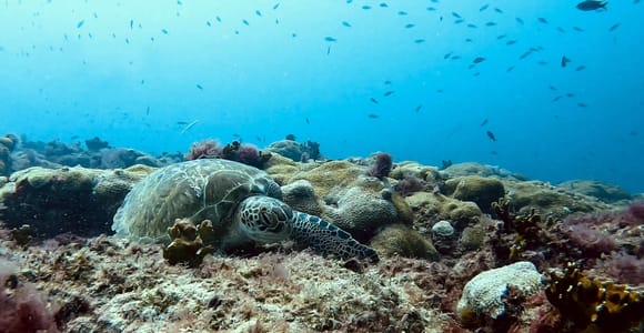 Sal: Sea Turtle Snorkeling Tour with Guide
