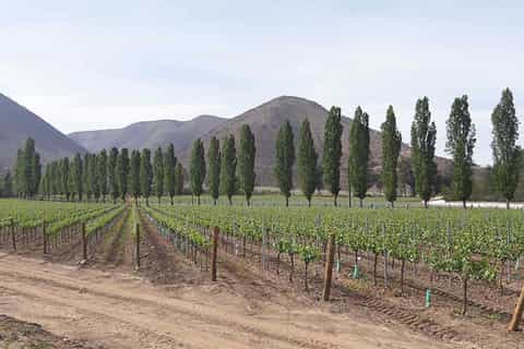 Santiago: Private Full-Day Wine Tasting Tour in Maipo Valley