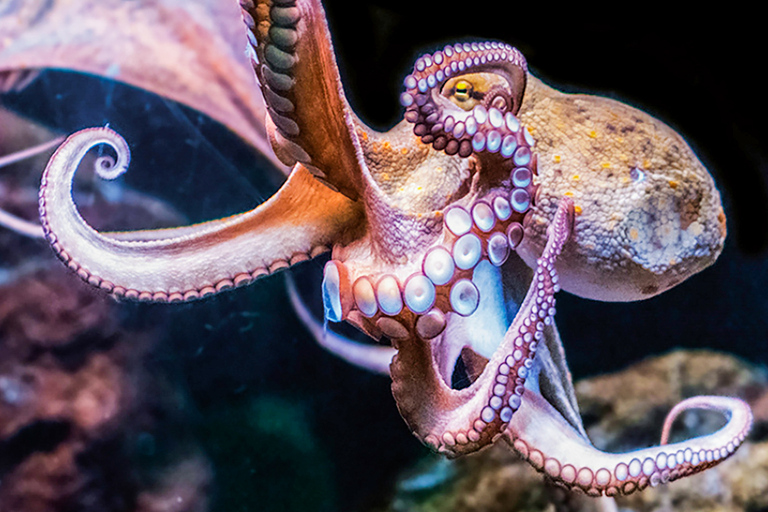 Mallorca : Billet d'entrée à l'aquarium de Palma avec cinéma 3D