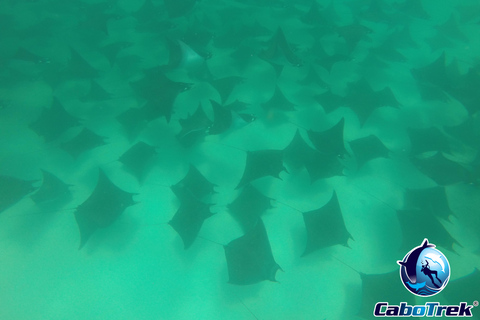 Safari z rurką Mobula RayPrywatne safari z rurką Mobula Ray