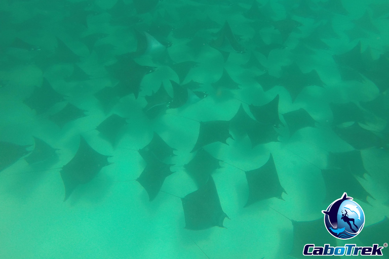 Safari z rurką Mobula RayPrywatne safari z rurką Mobula Ray