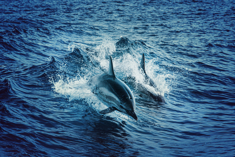 Mombasa: Wasini Dolphin Tour