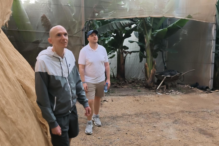 Gran Canaria: paraglidingvlucht en bananenplantageGran Canaria: paragliding en bananenplantage