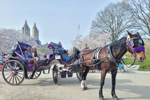 Central Park, New York City - Book Tickets & Tours | GetYourGuide