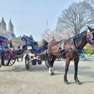 VIP Central Park Private Horse Carriage Ride
