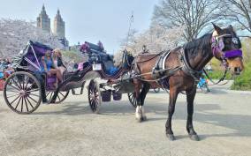 VIP Central Park Private Horse Carriage Ride
