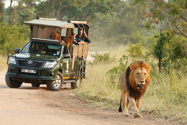 Kruger nationalpark: Morgonsafari