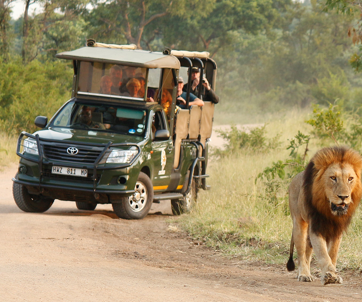 Parco nazionale Kruger: safari mattutino