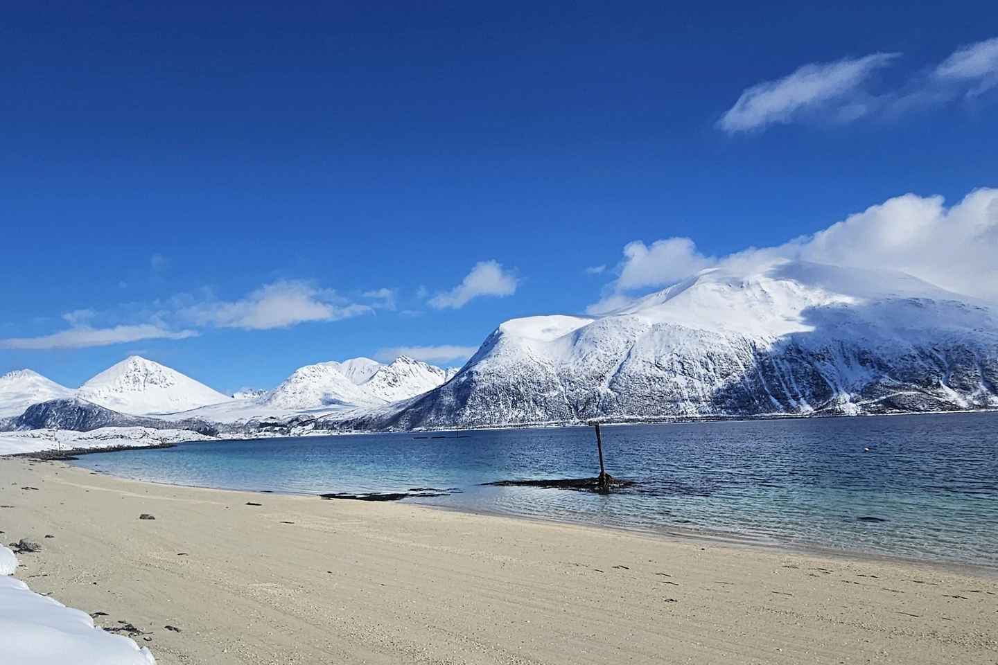 Tromsø: Arctic Fjords Tour. Sommerøya and Kvaløya with Lunch