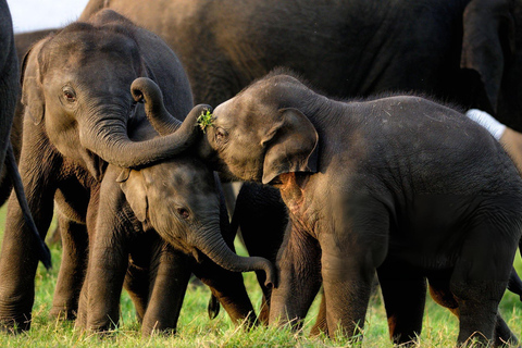 Eco Trails:Colombo to Sigiriya and Minneriya Safari Day Tour