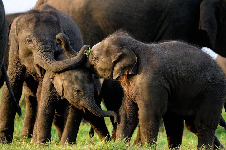 Eco Trails:Colombo to Sigiriya and Minneriya Safari Day Tour