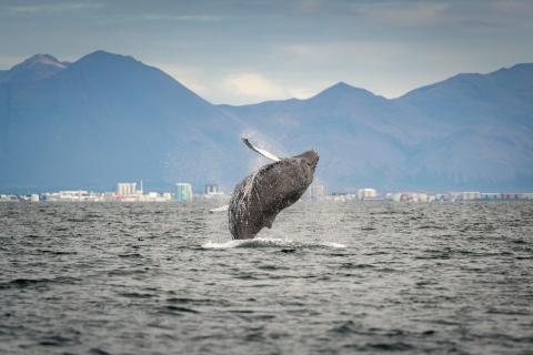 Z Reykjaviku: Wycieczka wielorybnicza przez łódź motorowąFrom Reykjavik: Whale Watching Tour by Speedboat