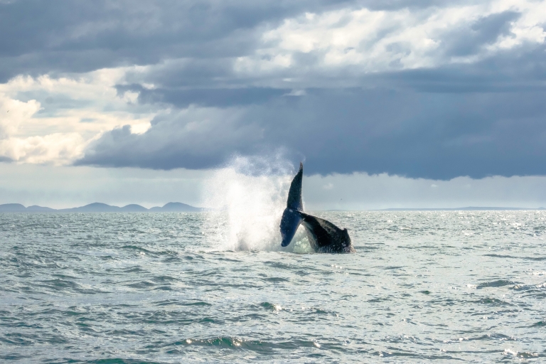 Reykjavik : croisière d’observation de baleines en hors-bord