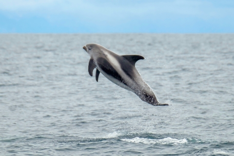 Z Reykjaviku: Wycieczka wielorybnicza przez łódź motorowąFrom Reykjavik: Whale Watching Tour by Speedboat