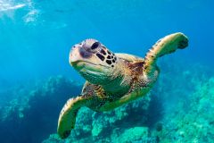 Zakynthos: Schildkröten, Marathonísi & Keri-Höhlen Bootstour