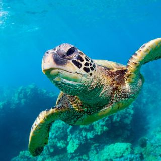 Zakynthos: Turtle Spotting, Marathonísi, & Keri Caves Cruise
