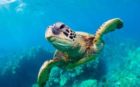 Zakynthos: Turtle Spotting, Marathonísi & Keri Caves Cruise