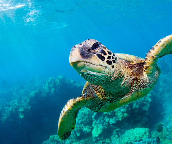 Zakynthos: Turtle Spotting, Marathonísi & Keri Caves Cruise