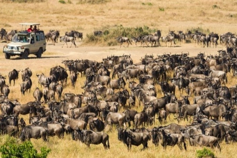Tanzania: 6-daagse Serengeti en Ngorongoro kratersafari