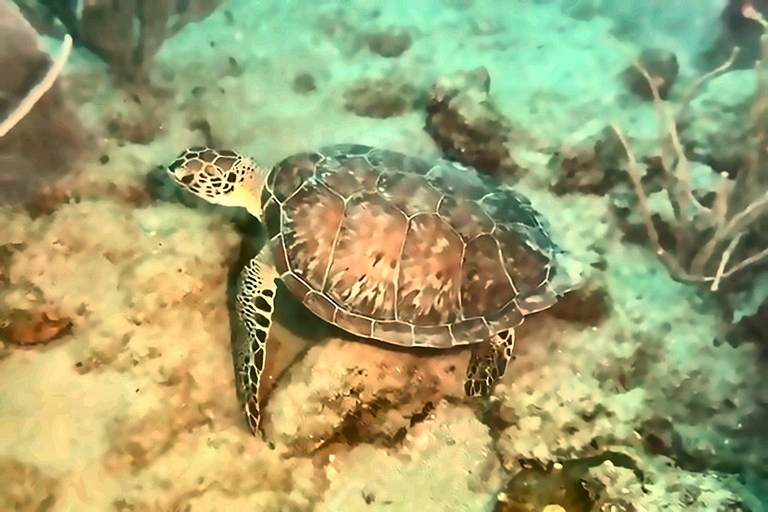 Scuba Diving in Puerto Plata Scuba Dive + Transport