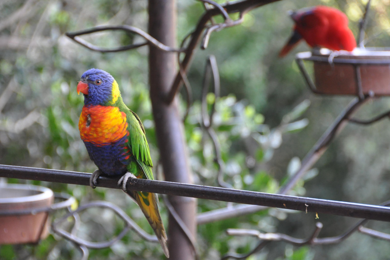 Private Tour Aviary Tricao Park & Pablo Neruda's House