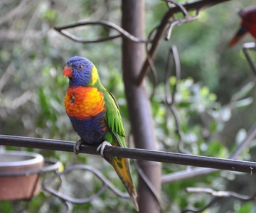 Central Coast: Private Full Day Aviary Park & Neruda's House