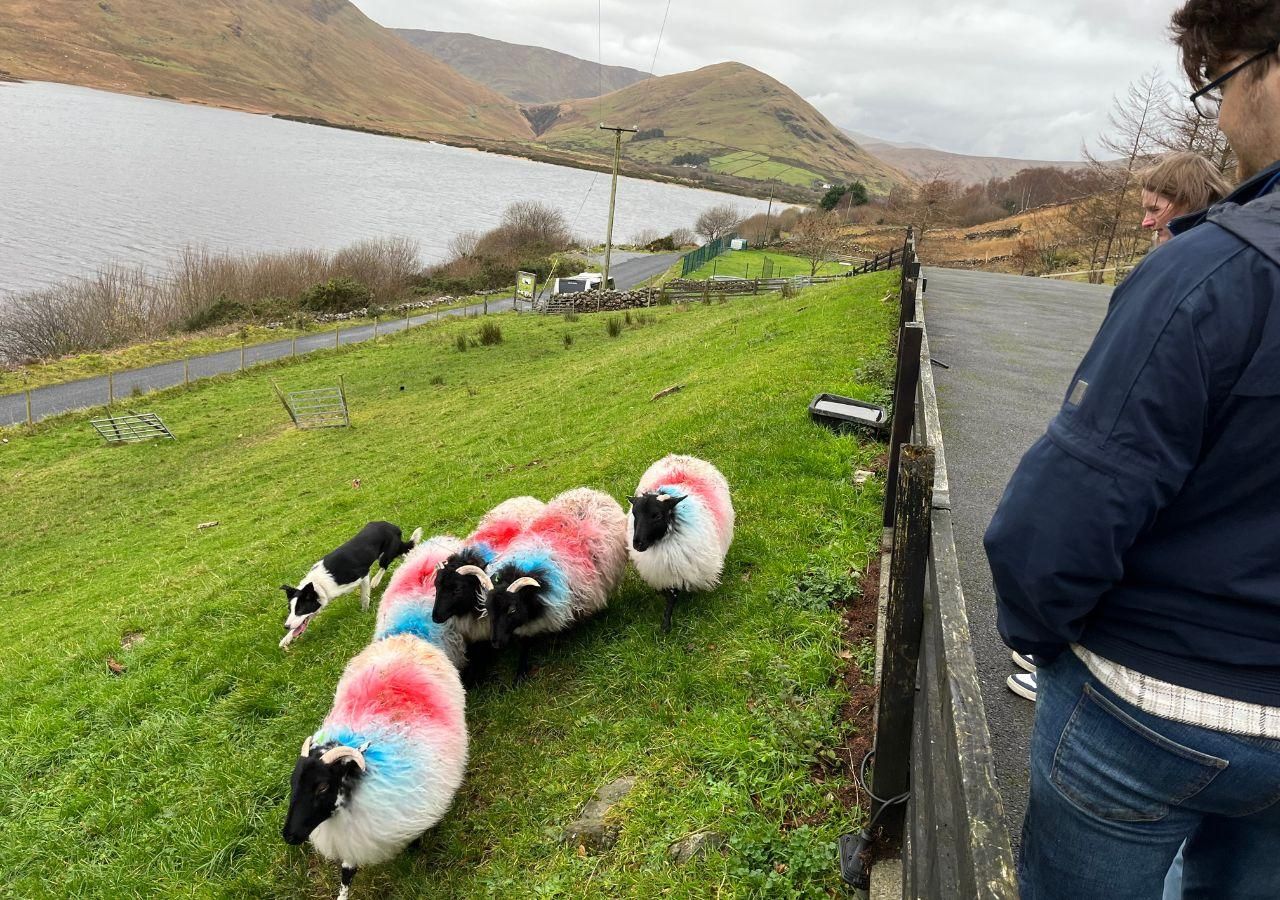Kleingruppentour: Connemara, Kylemore Abbey & Schäferhund-Show