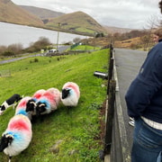 Small Group Tour: Connemara, Kylemore Abbey & Sheepdog Show