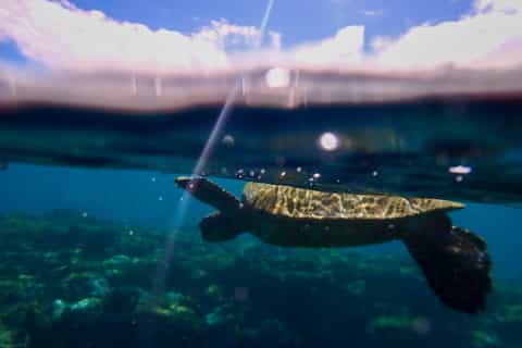 Maui: Turtle Town Private Kayak & Snorkel Tour