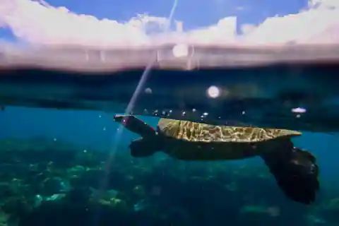 Turtle Town Clear Kayak & Snorkel Tour (7am-9:30am)