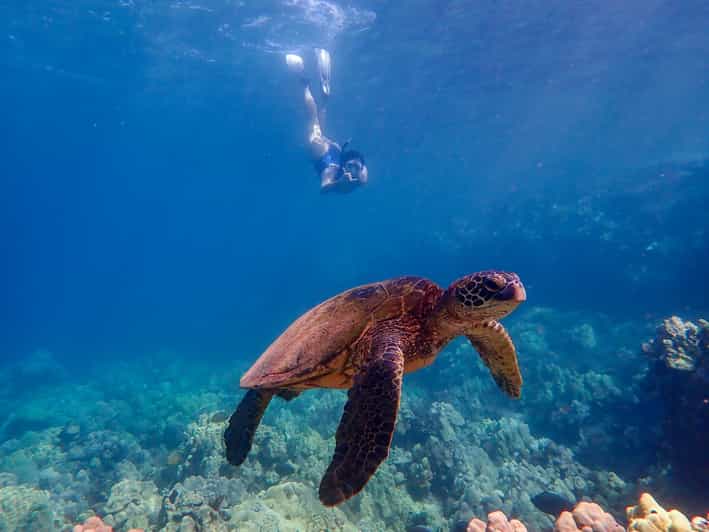 Maui Private Kayak & Snorkel Experience GetYourGuide