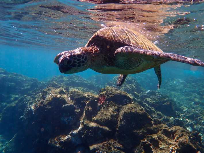 Maui Turtle Town Private Kayak & Snorkel Tour GetYourGuide