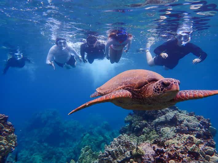 Maui Turtle Town Private Kayak Snorkel Tour Getyourguide