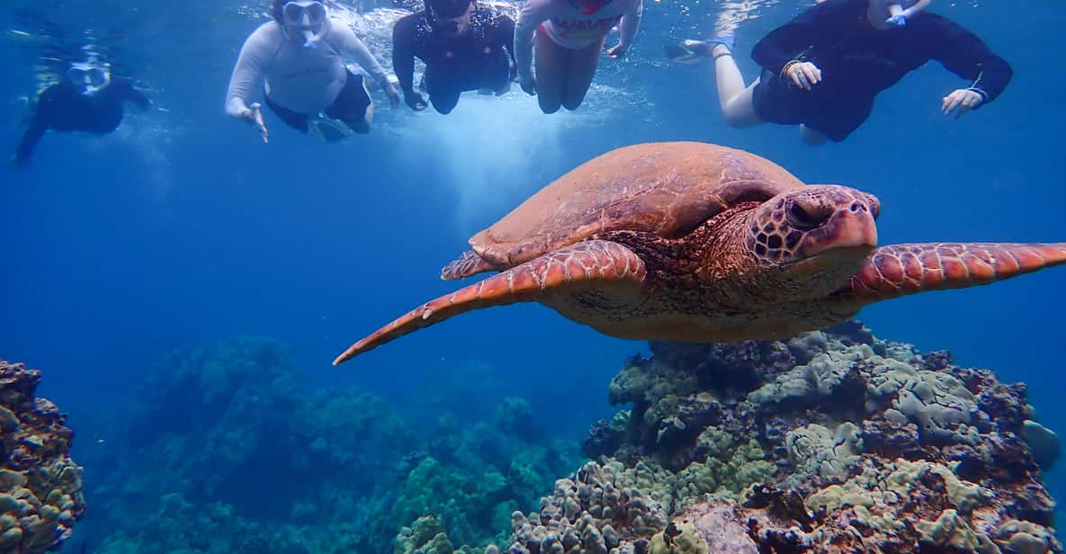 Maui: Turtle Town Private Kayak & Snorkel Tour