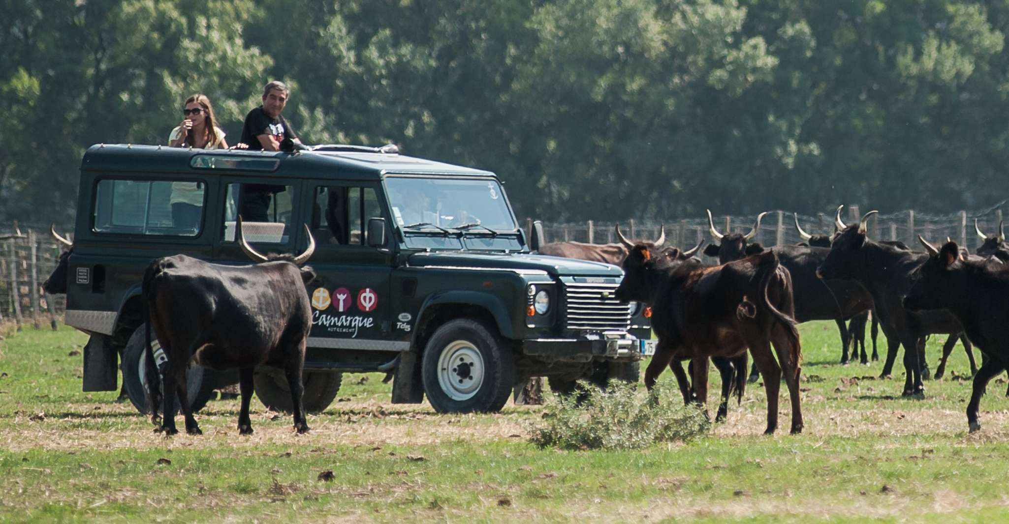 Camargue, Avventura safari guidata 4x4 di mezza giornata - Housity