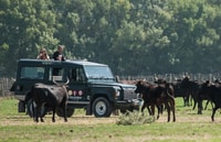Camargue, demi-journée 4x4 Guided Safari Adventure - Housity