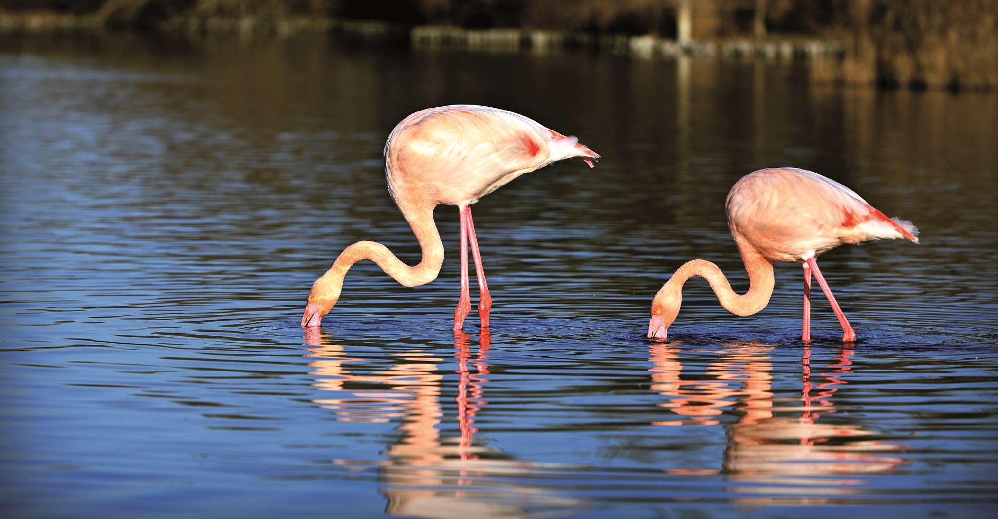 Camargue, Avventura safari guidata 4x4 di mezza giornata - Housity