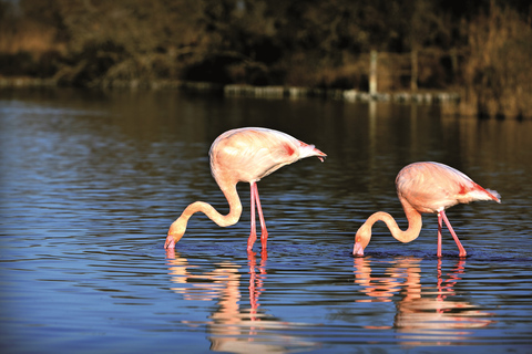 Camargue: Halbtägiges 4x4 geführtes Safari-AbenteuerCamargue: Halbtägiges 4x4 geführtes Safari-Abenteuer - geteilt