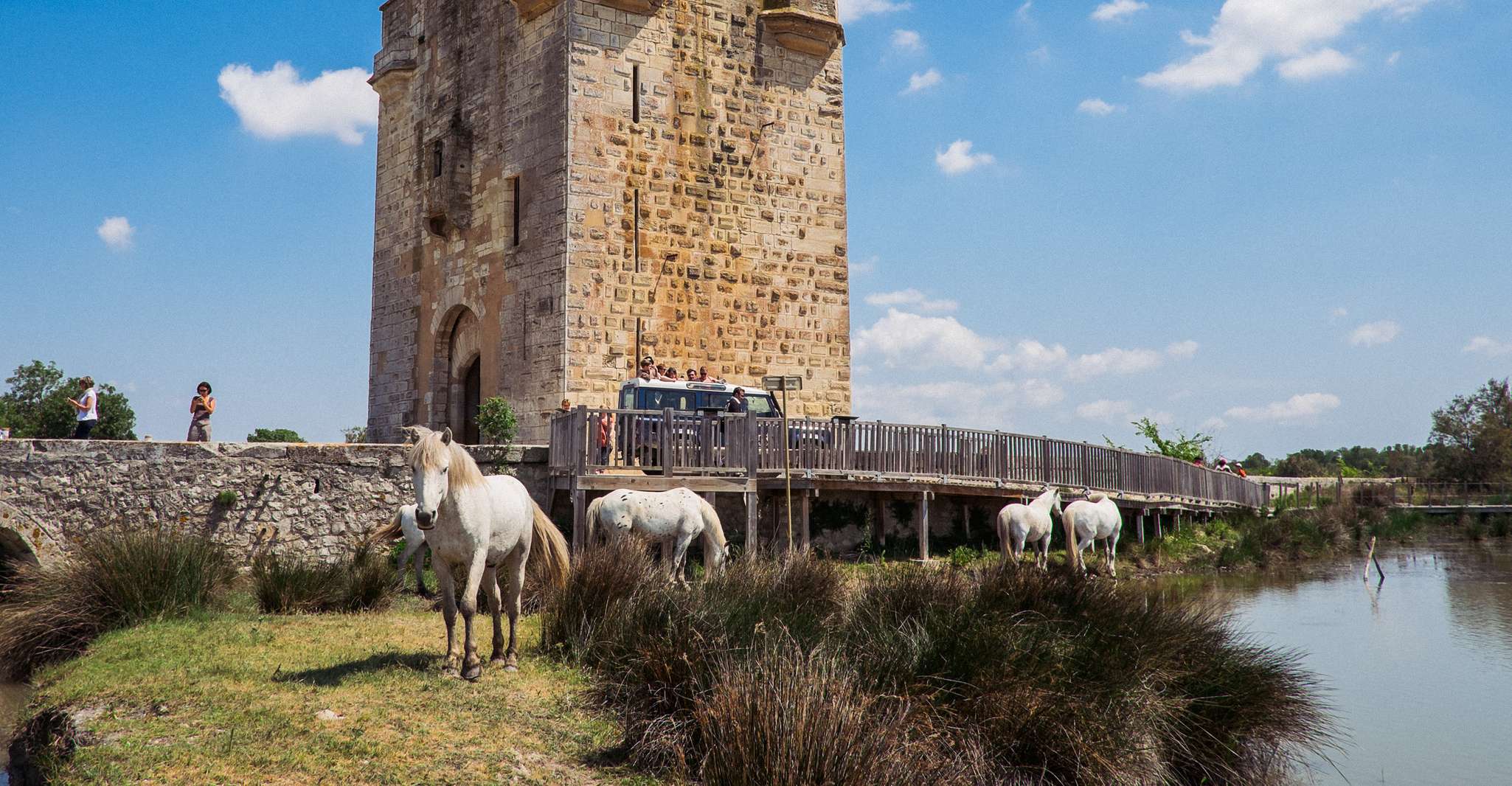 Camargue, Avventura safari guidata 4x4 di mezza giornata - Housity