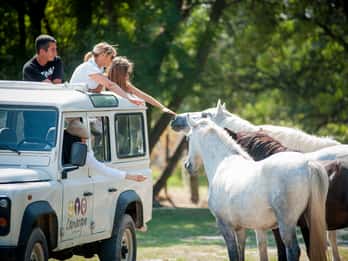 Camargue: Half-Day 4x4 Guided Safari Adventure