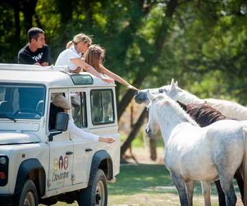 Camargue : Demi-journée de safari guidé en 4x4