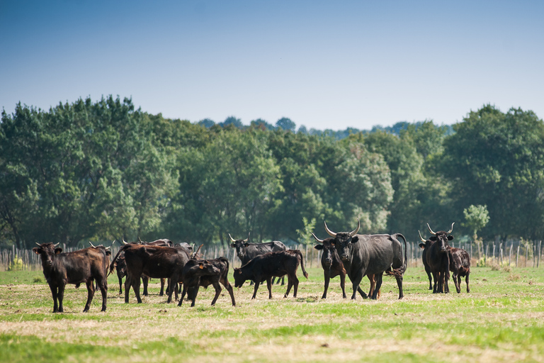 Camargue: Aventura de meio dia em um safári guiado em 4x4