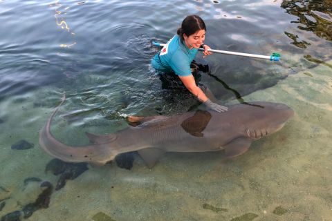 Port Stephens: Irukandji Reef Shark Encounter