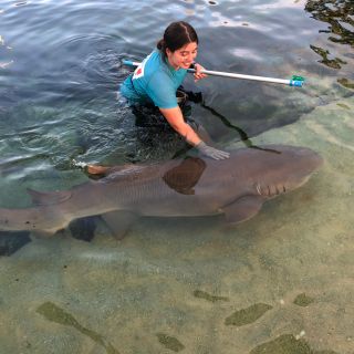 Port Stephens: Irukandji Reef Shark Encounter