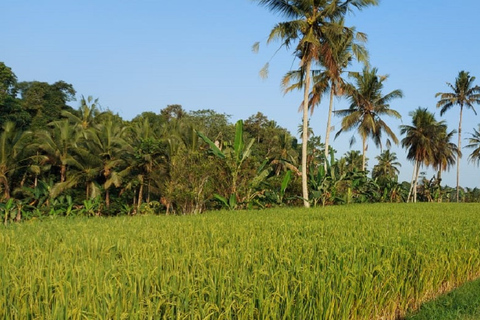 Bali: tour della vita del villaggio tradizionaleBaia di Plettenberg: giornata intera al centro di conservazione di Tenikwa